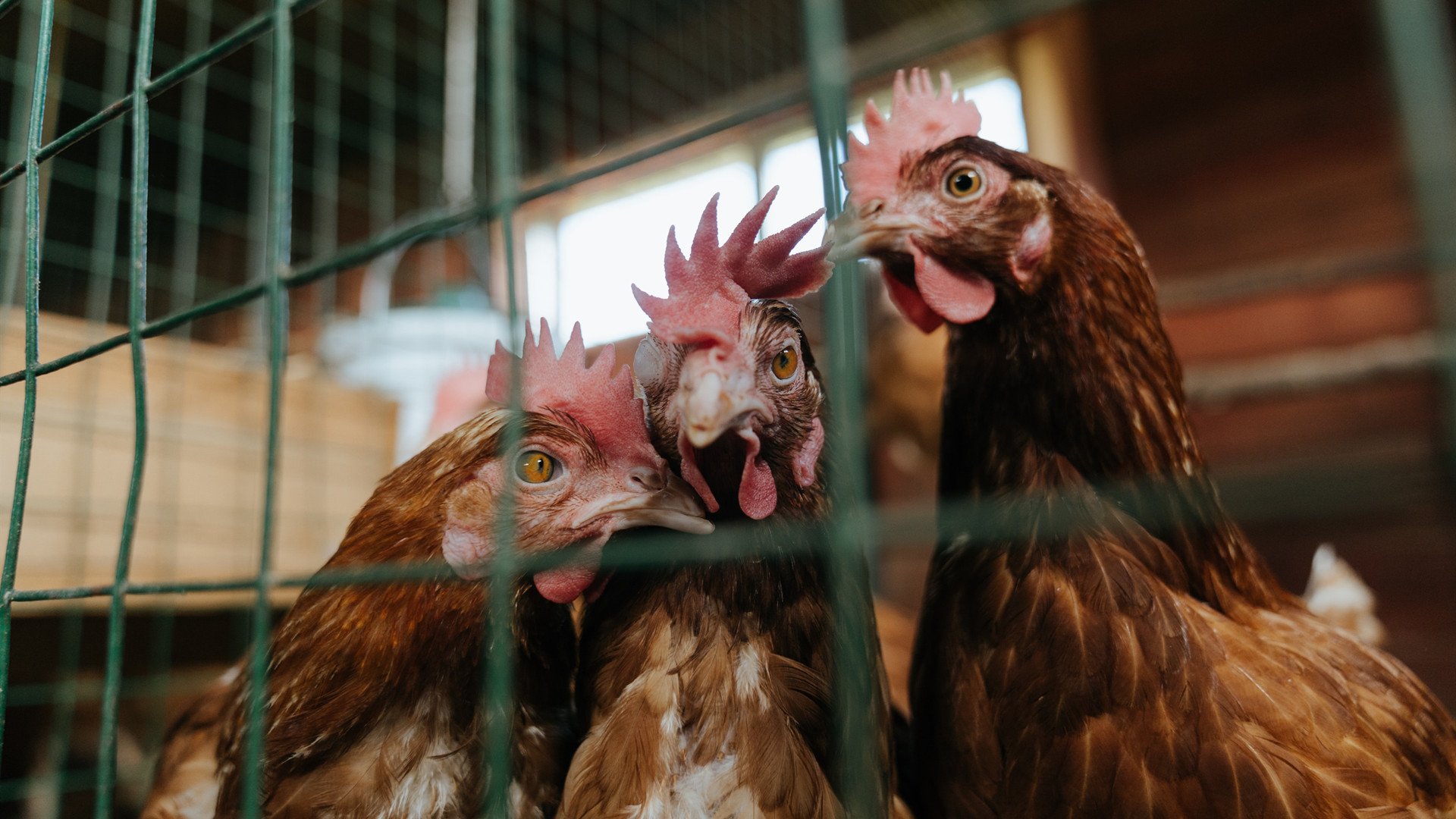 终场0.7秒，恩比德一剑封喉！奇才绝境逆转山西定乾坤