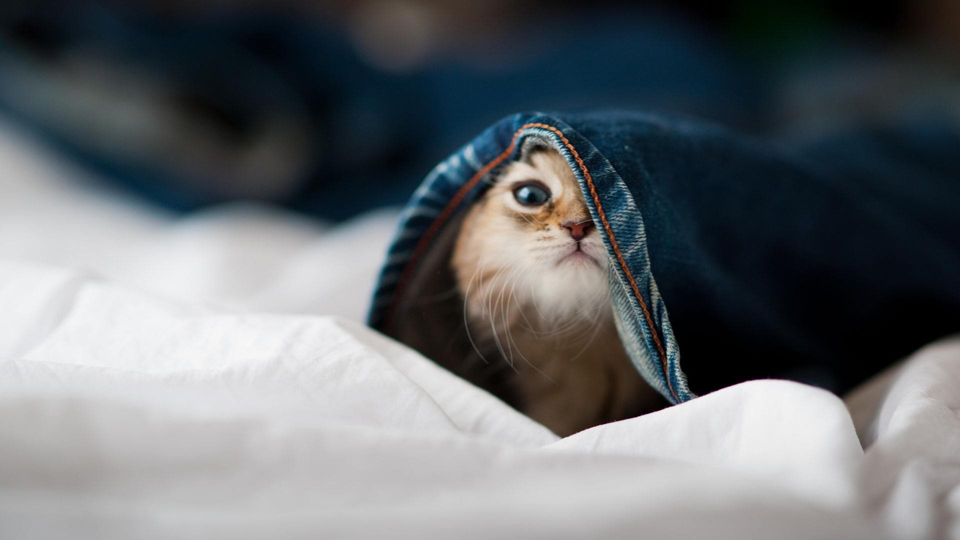 钢铁之师驯服北境狼群，米切尔的完美节奏主导了一场定义式的胜利