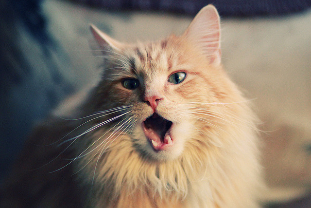 那不勒斯攻略，蓝衣军团攻克郁金香，蒂亚戈演绎现代中场启示录