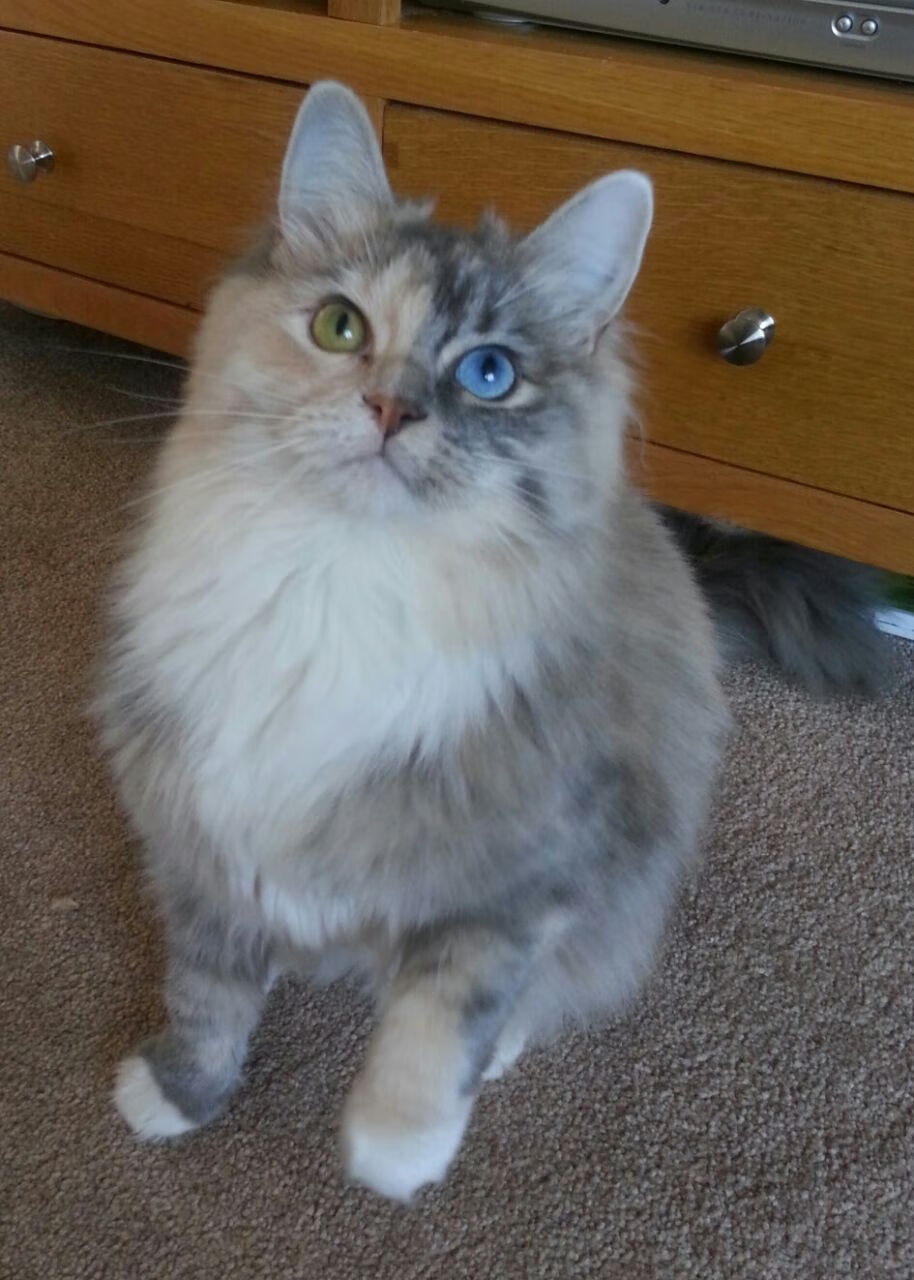 冰与火淬炼的临界点，奥运周期前夜，莫兰特那记撕破黑暗的绝杀