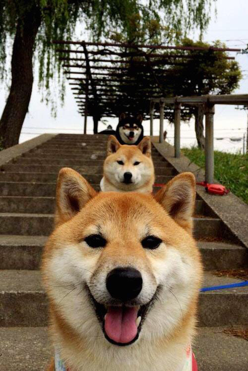 虚拟巅峰，布克50分神话对决猛龙团队风暴