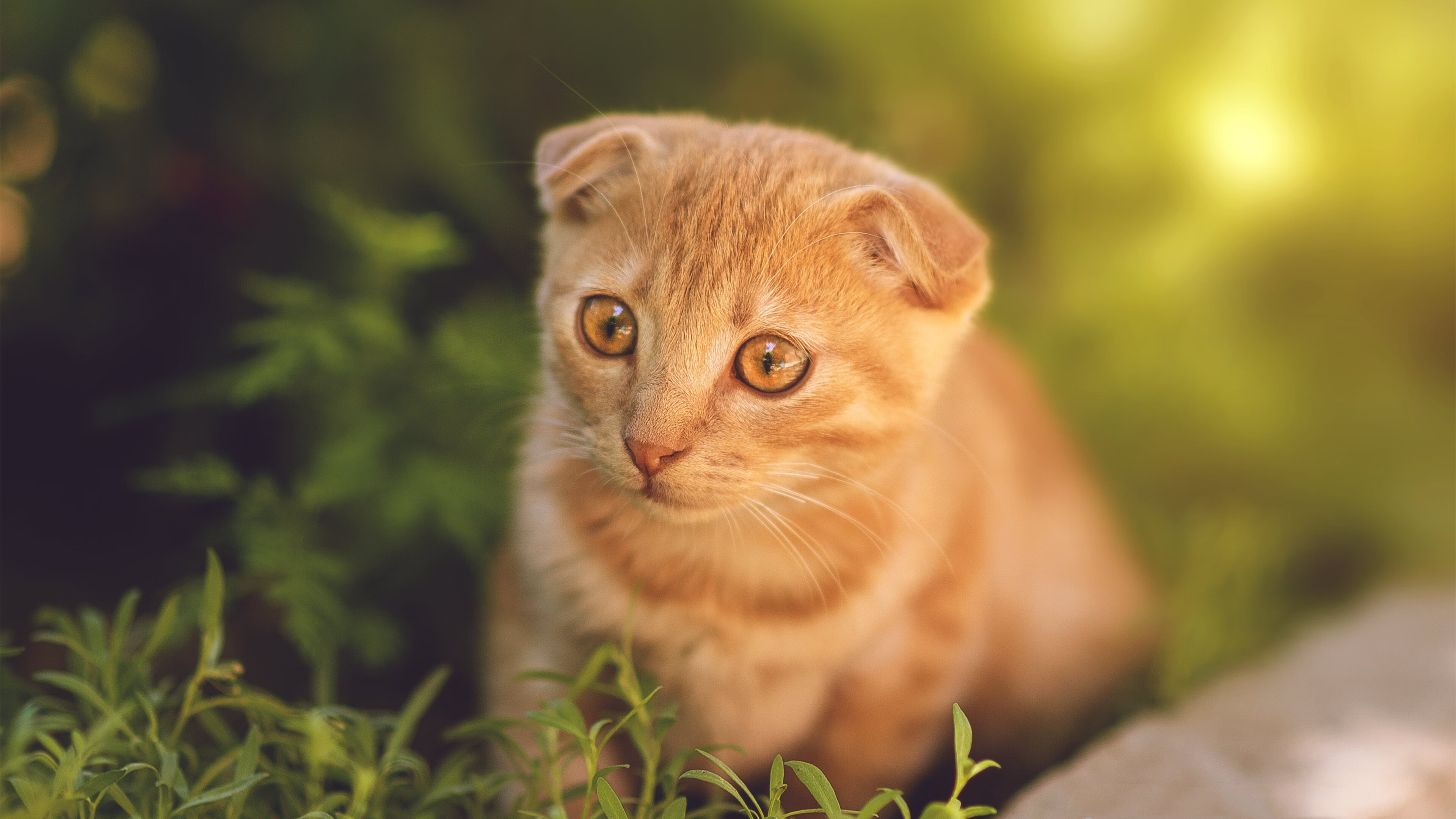 钢铁防线崩于须臾，当哈登的魔术撕碎底特律的冠军蓝图