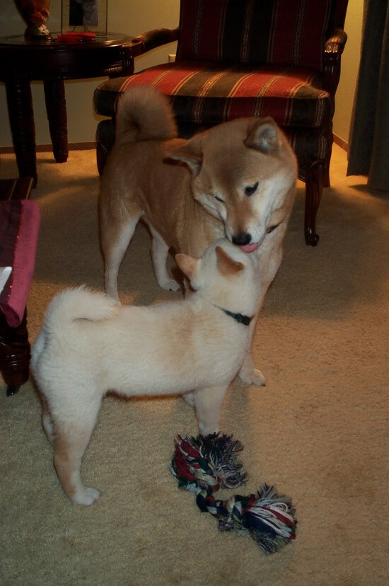 指挥家的绝对领域，年度焦点之战，库里如何完成节奏解析