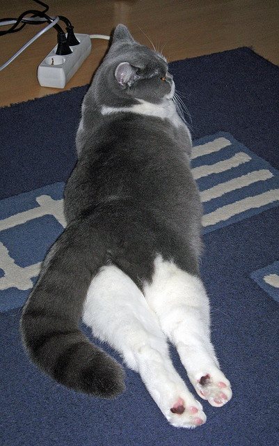 意甲焦点战之夜，莫德里奇的中场魔法统治圣西罗