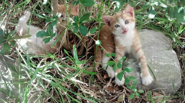 雨夜轰鸣与雨球回响,当F1揭幕战的史诗级剧本遇见哈利伯顿的教科书之夜