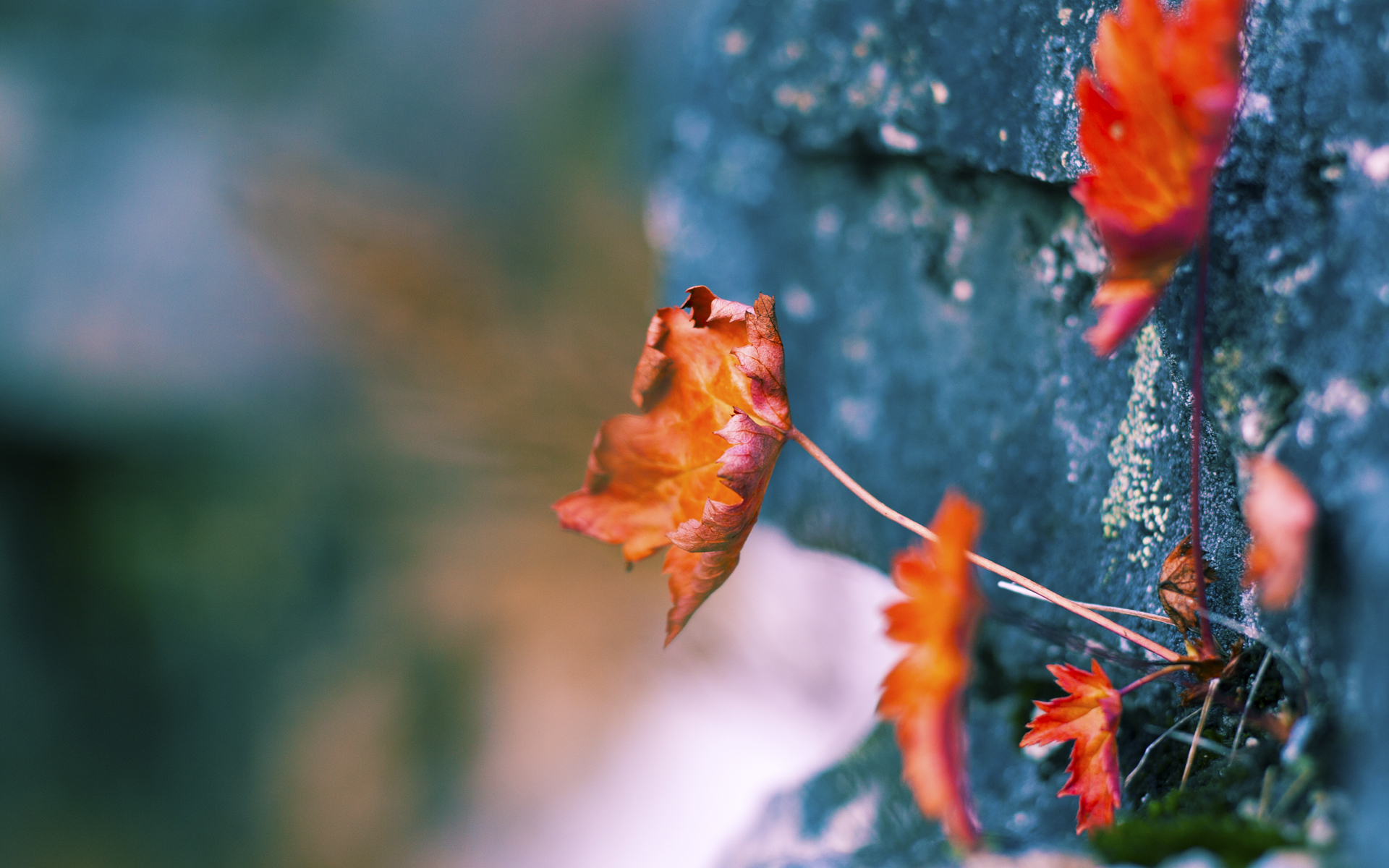 冰与火的交响，拉什福德完美主义单刀与苏格兰集体主义的压制美学