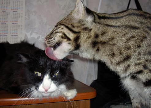 跨界巅峰，NBA总决赛焦点战与卡塔尔足球强势晋级比利亚雷亚尔的体育启示