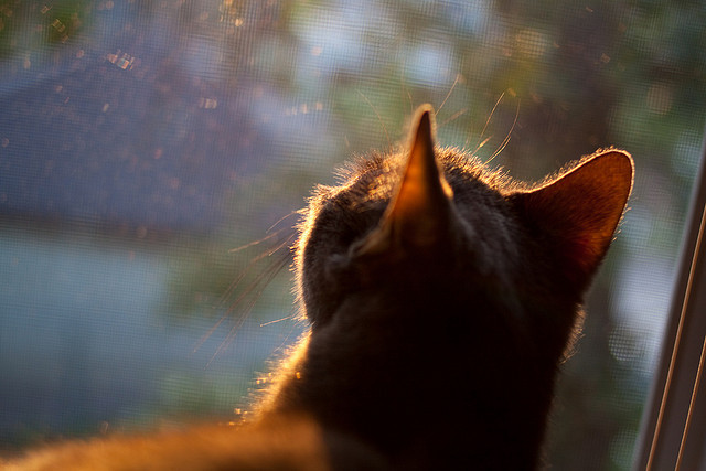断骨重塑,西决夜,保罗用十四声骨响奏鸣命运