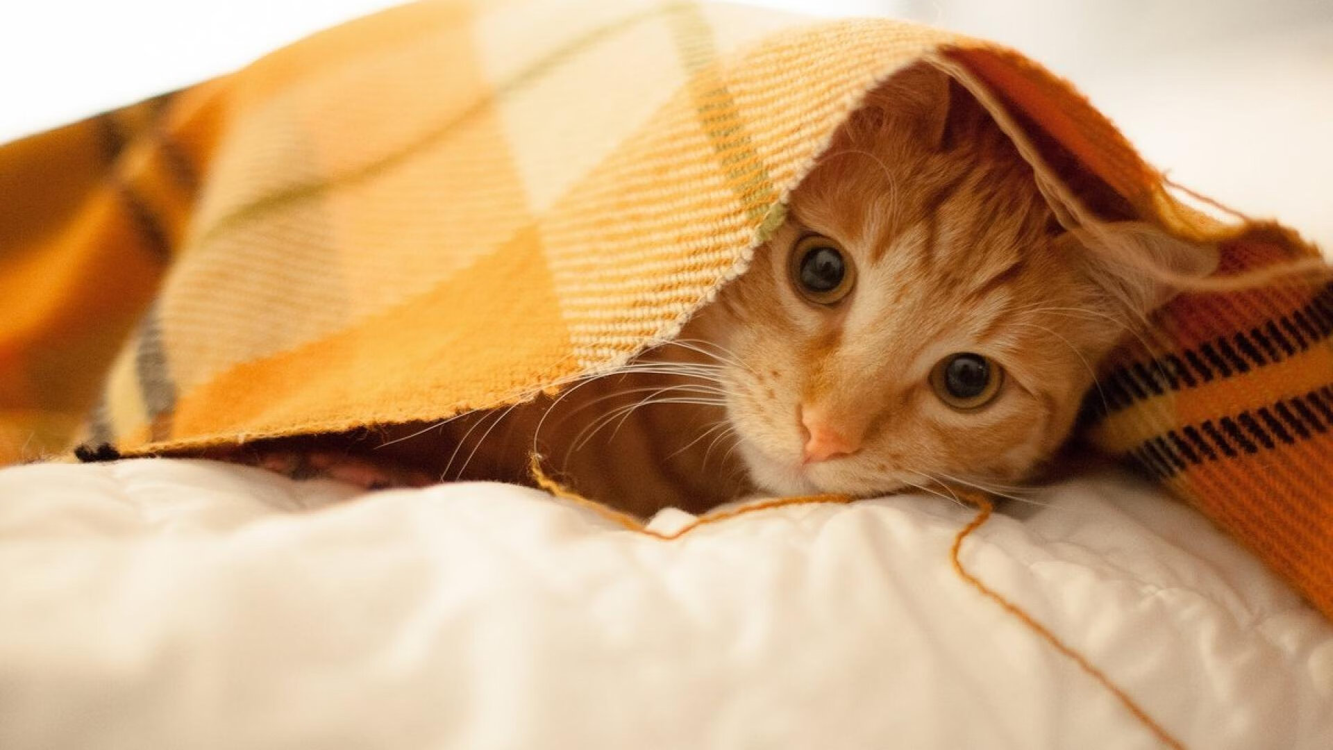 数据胜利与落寞的里程碑，利拉德的三万分与空荡的更衣室