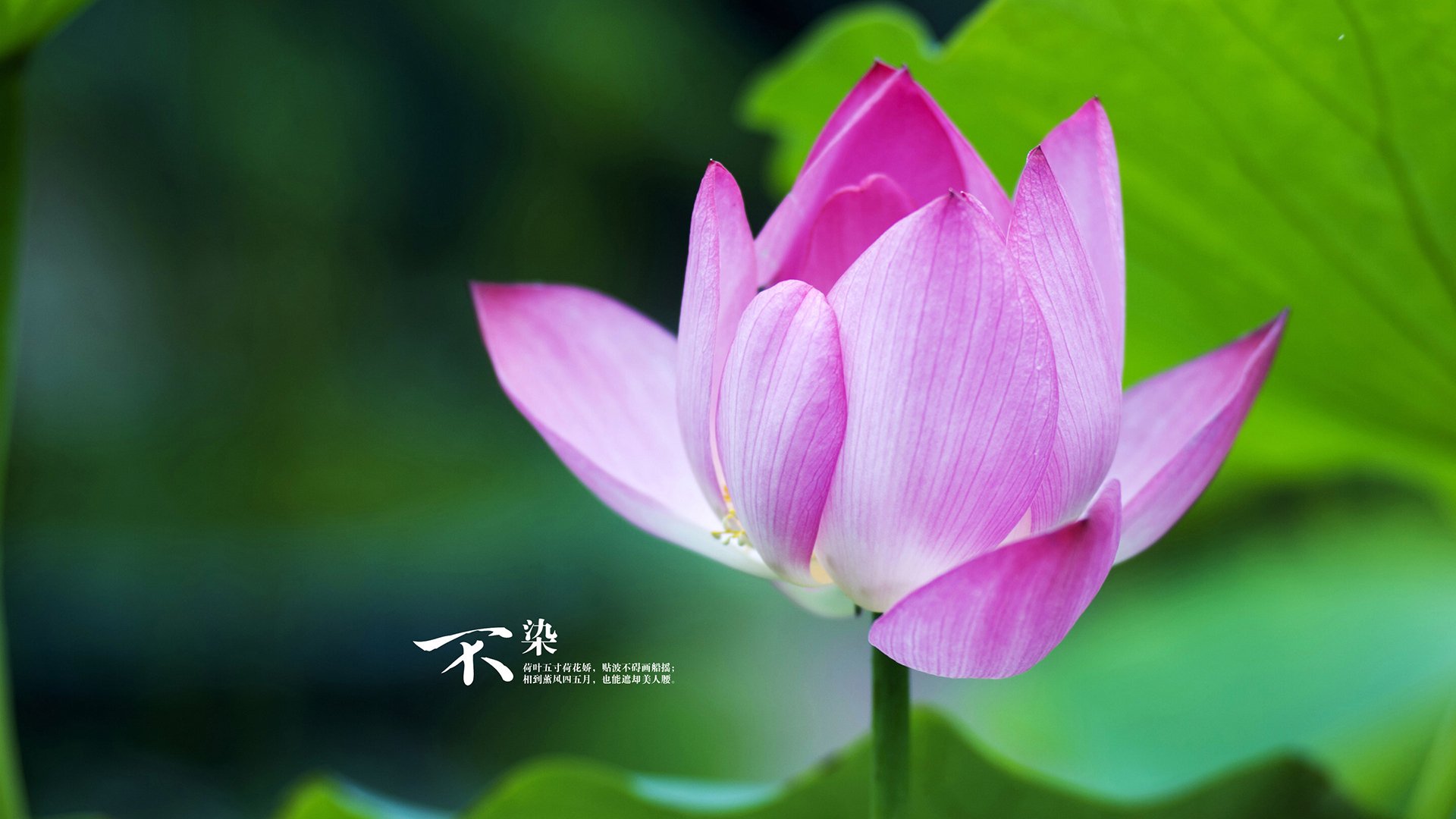 当南大王的铁蹄踏过雨林，拜仁的精密机器与恩佐的火焰