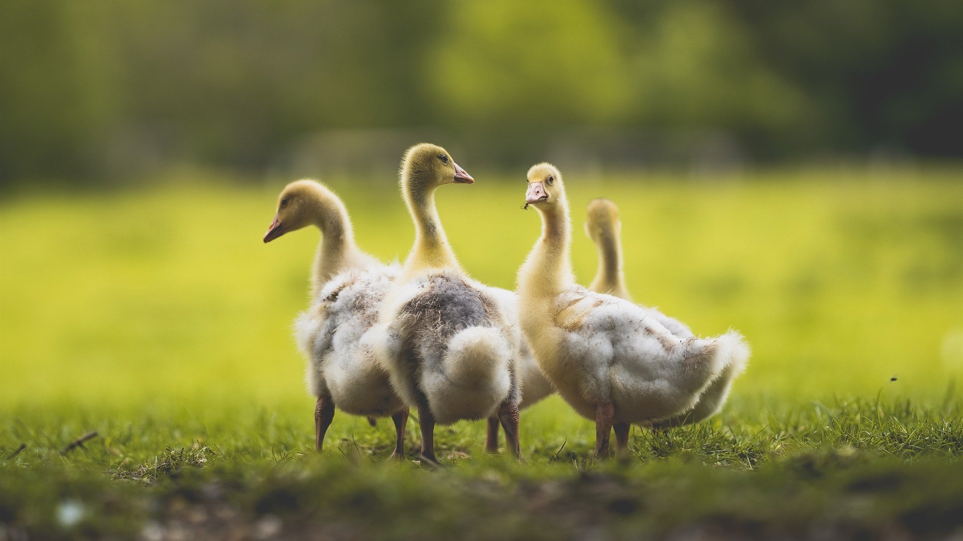 跨国共振,当广东的坚韧遇见欧洲的几何,篮球露出同一张脸