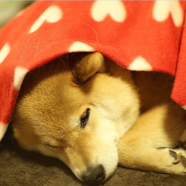 双重视界，当梅西的持续杀伤与荷兰淘汰皇马成为同一种足球智慧