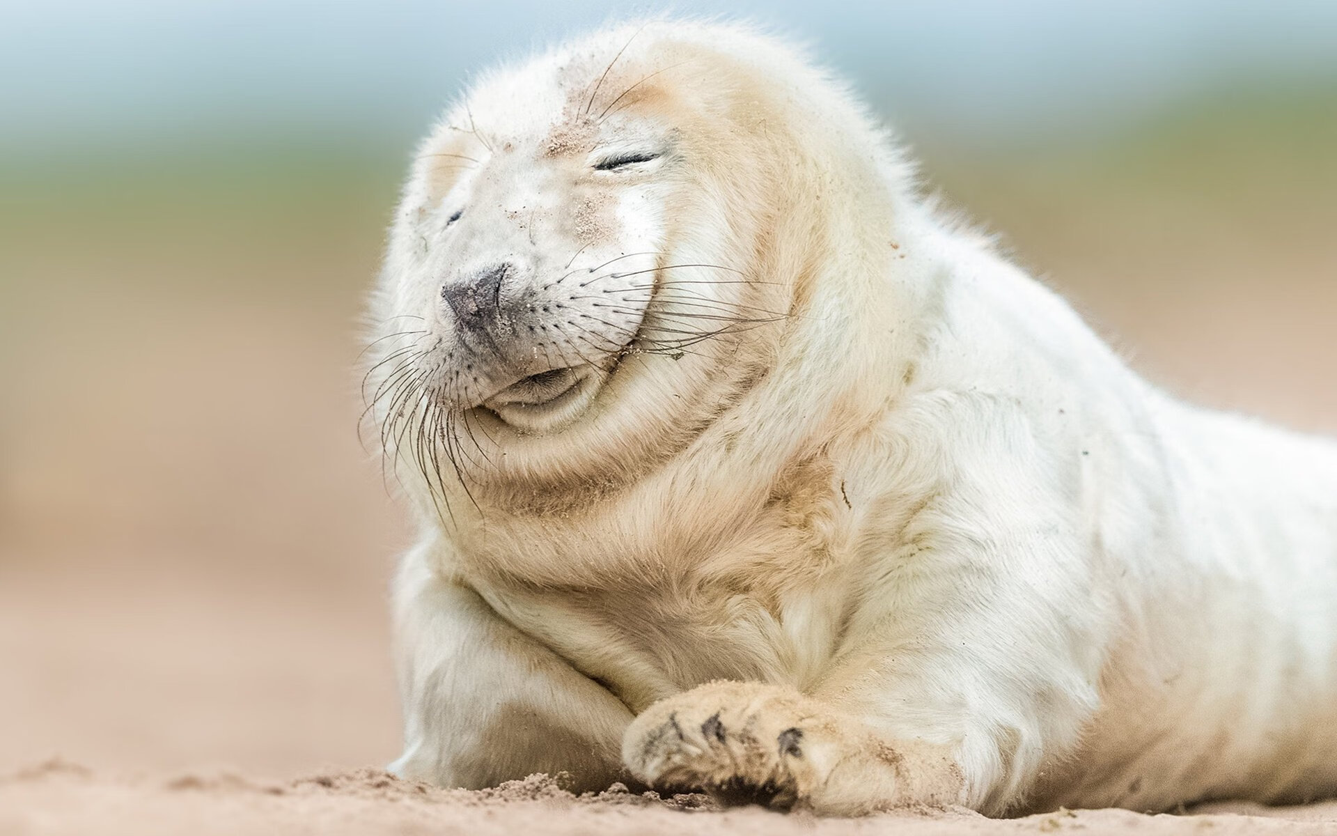 智利对阵苏格兰,马丁内利的统治之夜—南美魔术师如何征服高地军团