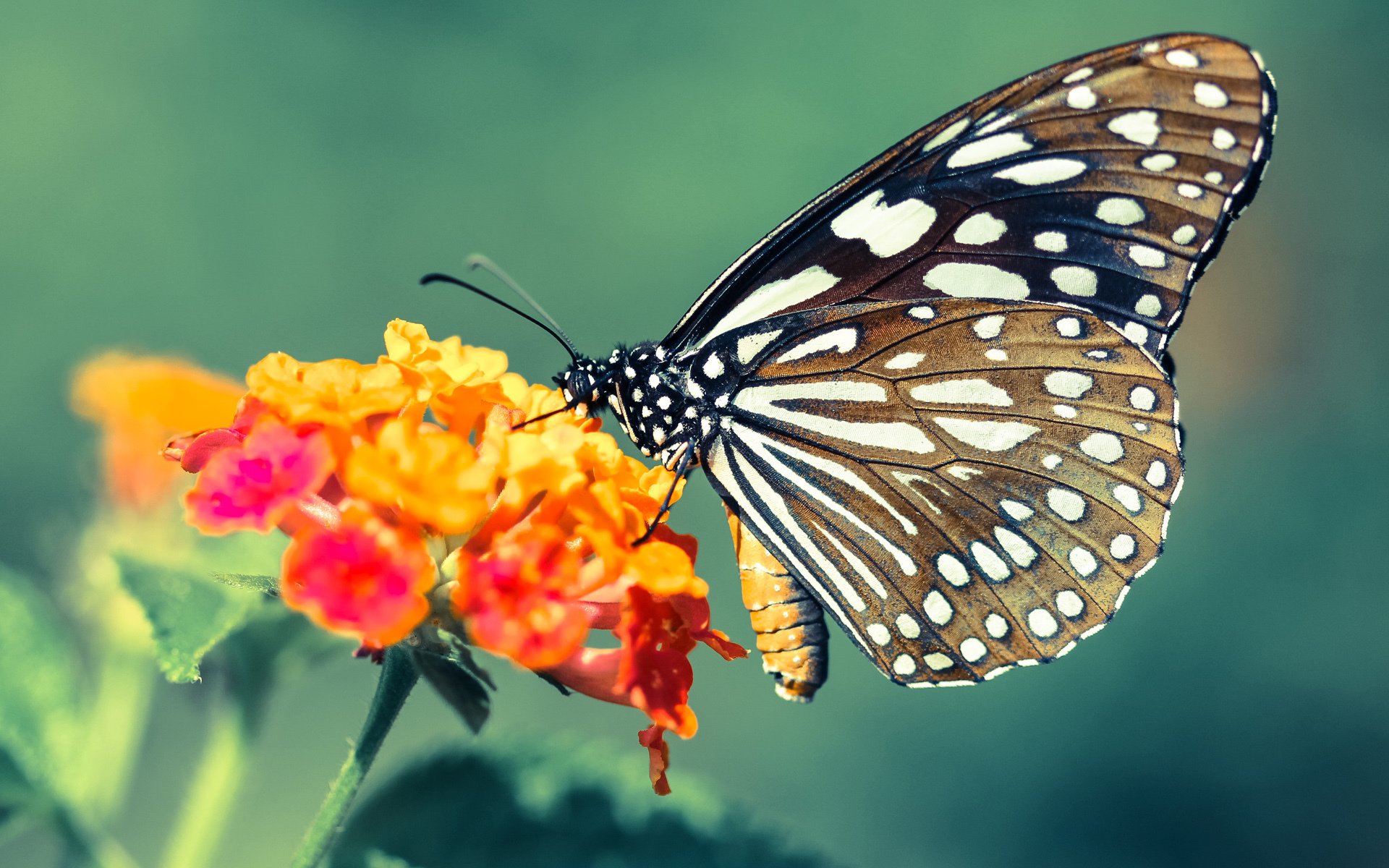 缺席的支柱，当湖人对阵雄鹿时，我们为何仍谈论戈贝尔的稳定输出？