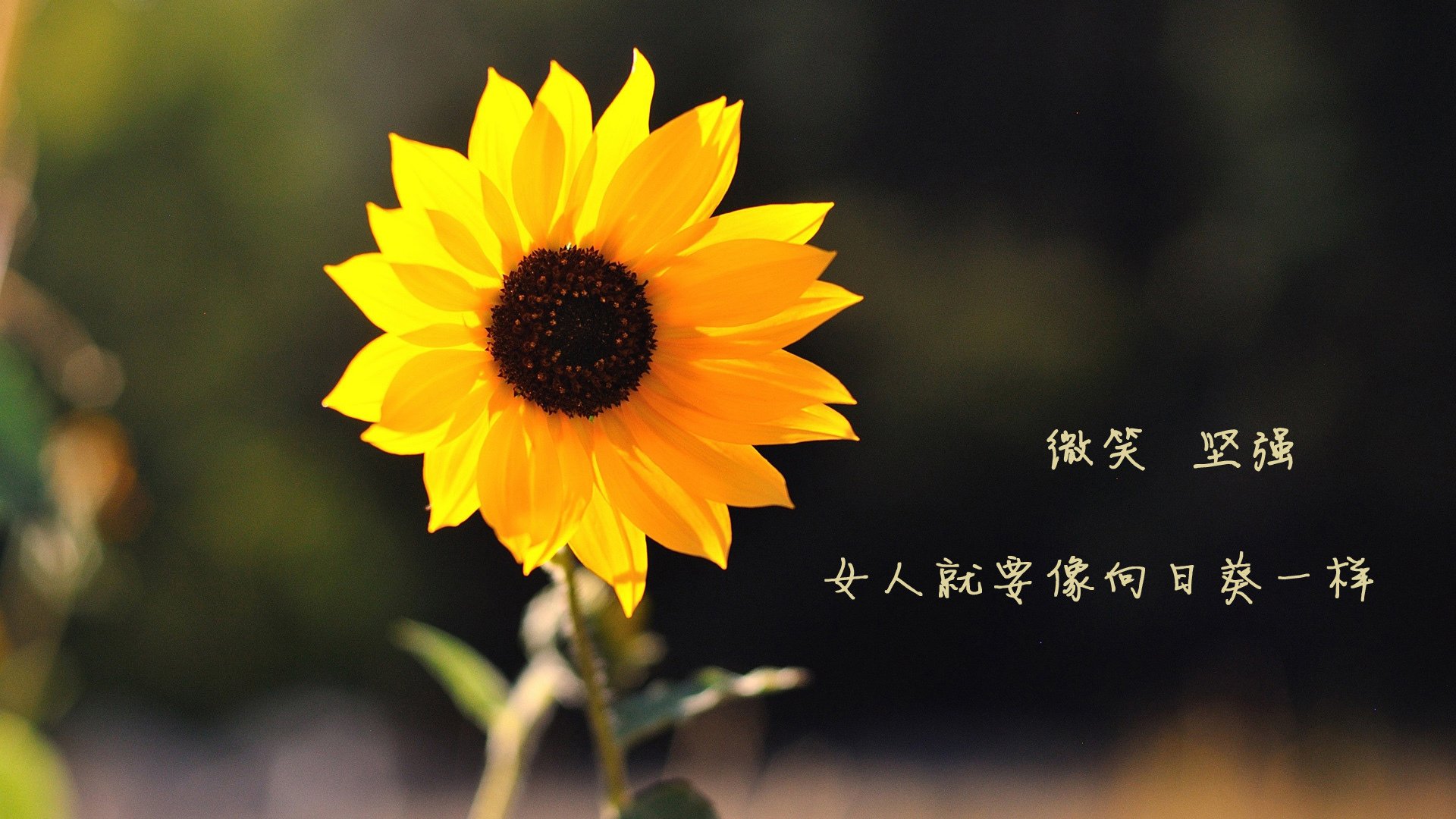 惊天逆转夜,德罗赞狂澜力挽,凯尔特人绝地翻盘吉林