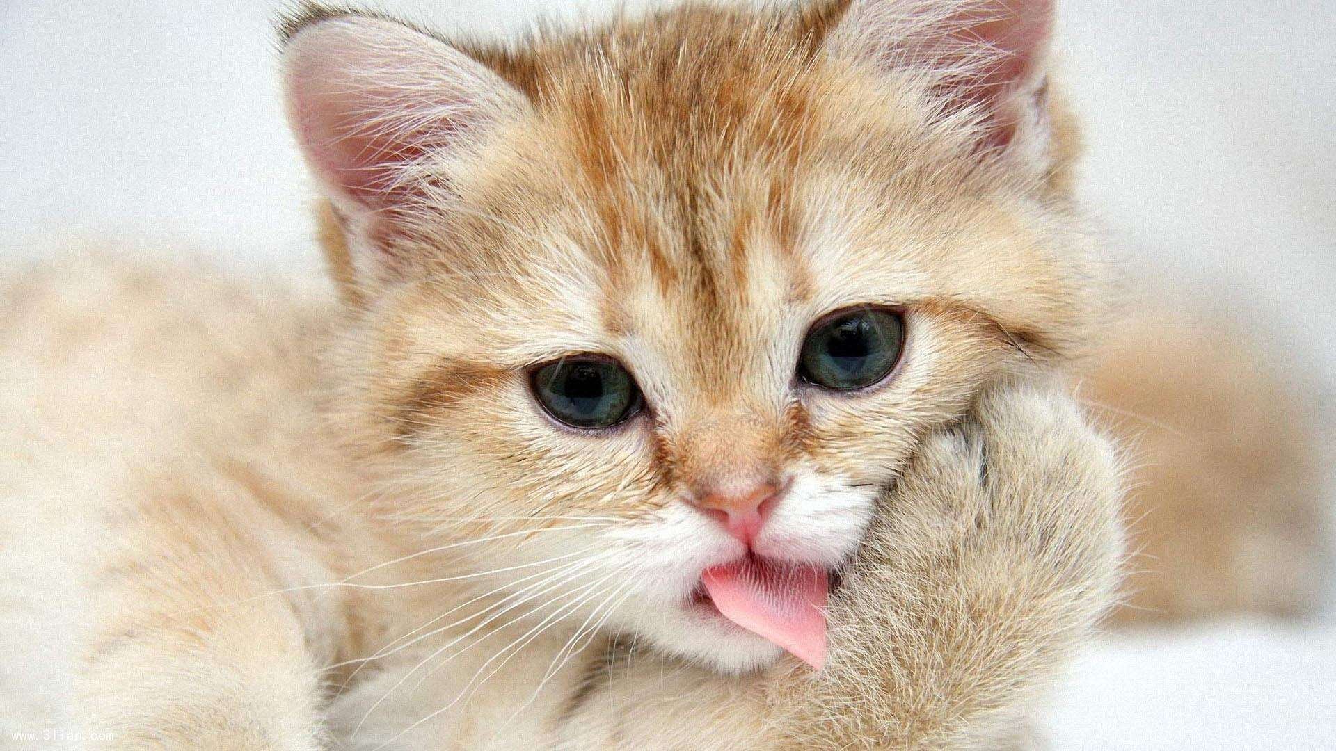 暗夜猎手，萨内与澳大利亚的孤注一掷，刺穿葡萄牙黄金王朝